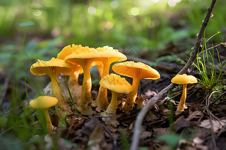 森林中生长的野生蘑菇图片