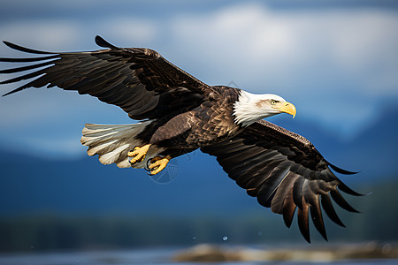 户外自由的老鹰动物背景图片