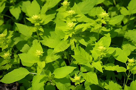 绿叶植物背景图片