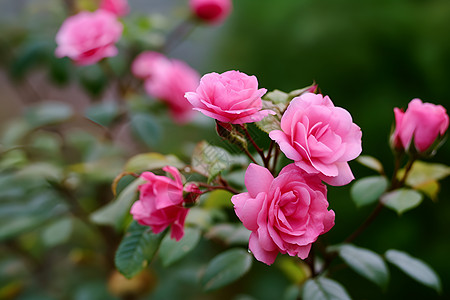 盛开的粉色玫瑰丛图片
