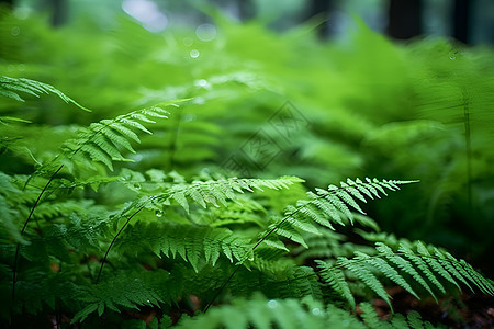 一株蕨类植物图片