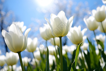 春季花园绽放的郁金香花海图片