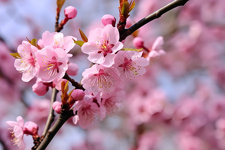 花园中绽放的樱花花朵图片