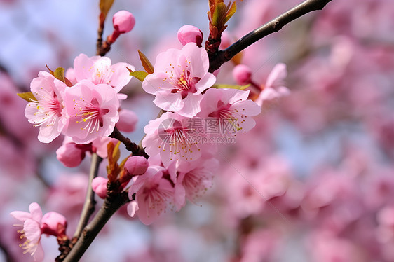 花园中绽放的樱花花朵图片