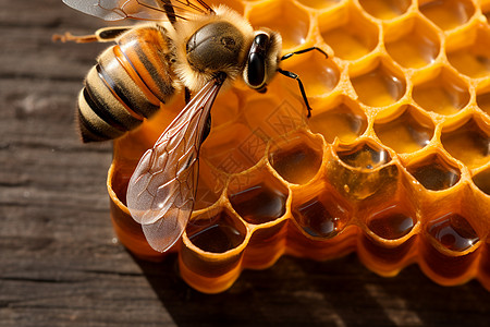 蜂巢上的蜜蜂背景图片