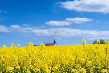 农村的油菜花花海背景图片