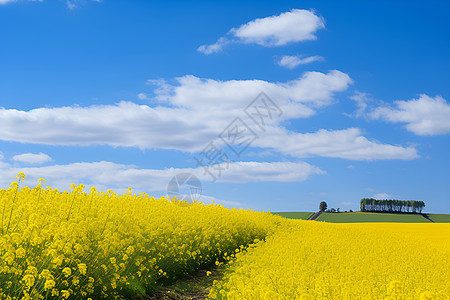乡村的黄色花海背景图片