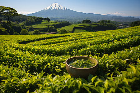 醇香的茶园茶叶背景图片