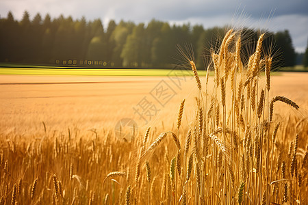 户外生长的小麦背景图片