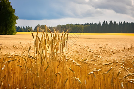 田园中金黄的小麦背景图片