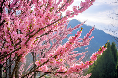 树枝上的粉色花朵图片