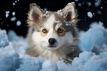 雪地玩耍的哈士奇幼犬背景图片