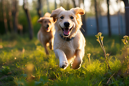快乐奔跑的金毛犬图片
