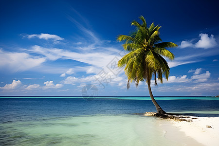 沙子上的棕榈树图片