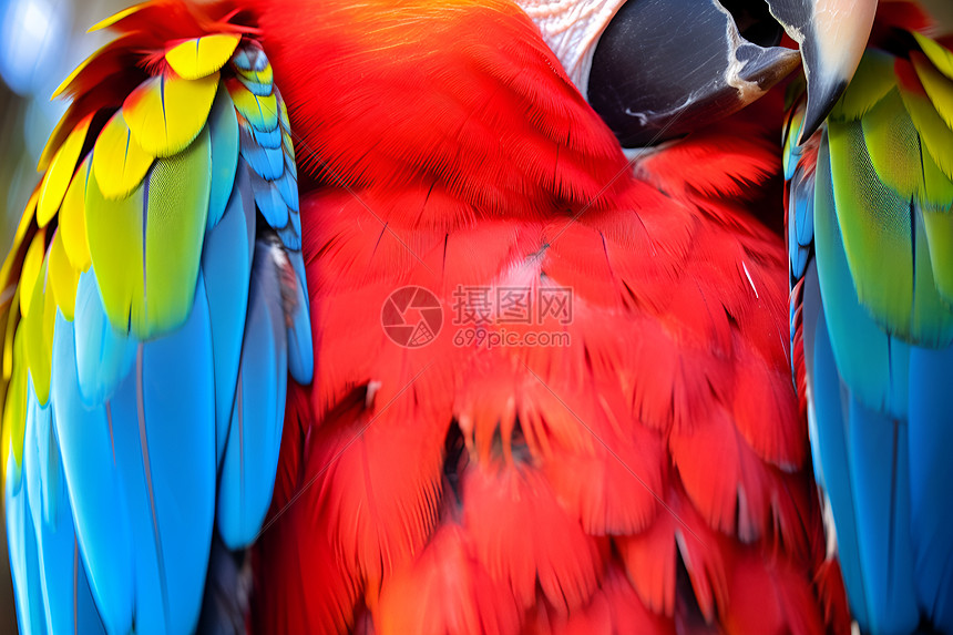 彩色鹦鹉的炫彩羽毛图片