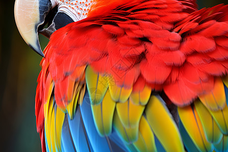 彩色鹦鹉的羽毛图片