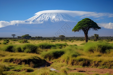 雪山草地积雪山峰下的草原背景