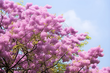 盛开的紫色花树图片