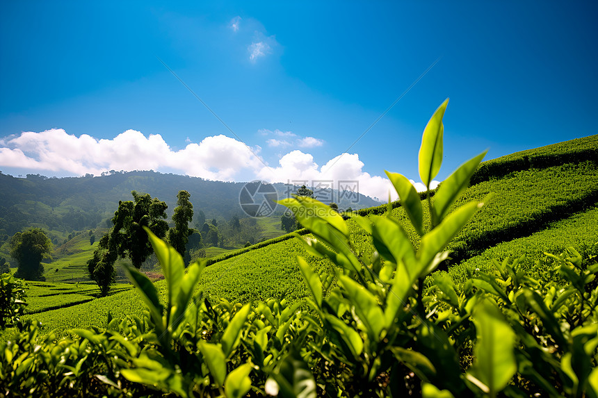 蓝天下的茶园图片