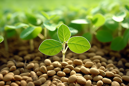 土壤里发芽的豆子高清图片