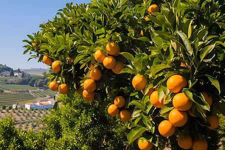 硕果累累的橙子树图片
