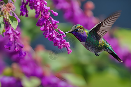 紫花与蜂鸟图片