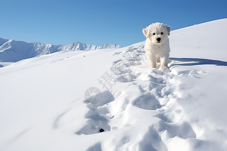雪地上的小狗图片