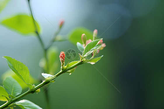 枝头的花骨朵图片