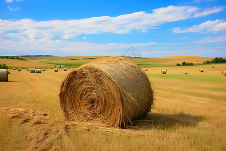 田野中的稻草丘图片