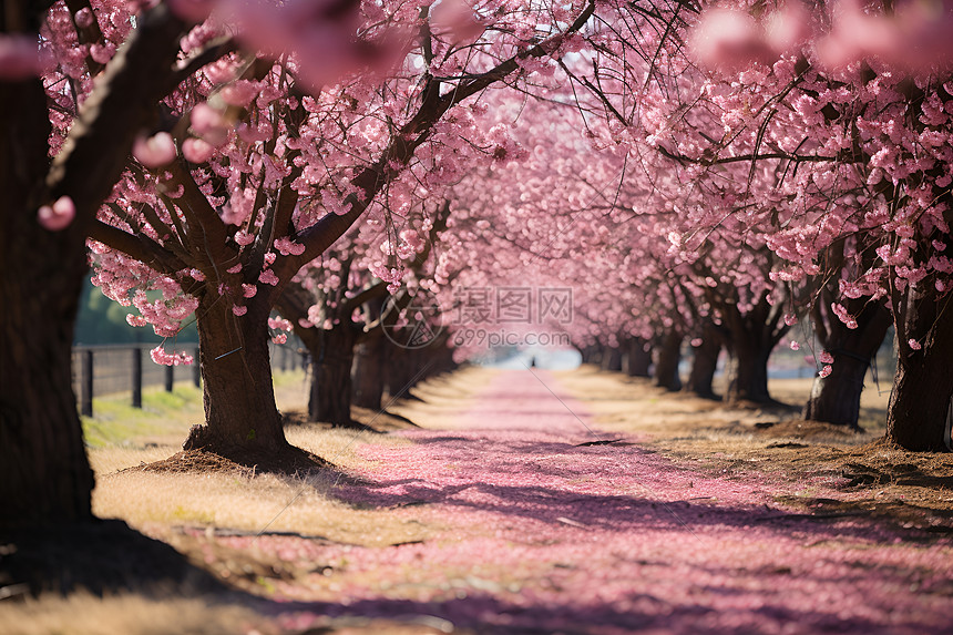樱花树下的粉色道路图片
