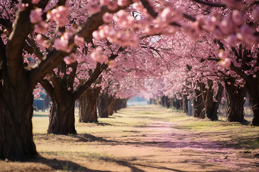 浪漫的樱花大道图片