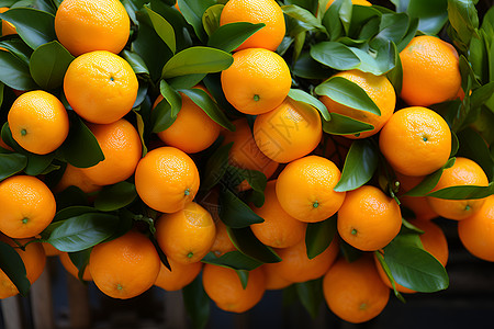 柑橘果园新鲜收获高清图片