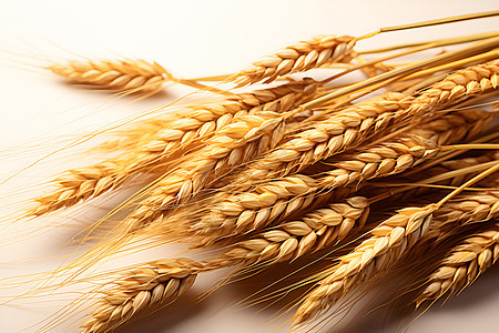 金秋丰收的小麦背景图片