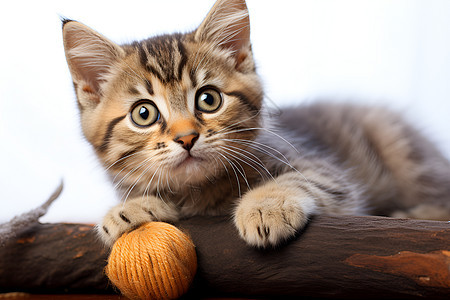 萌宠小猫与毛线球图片
