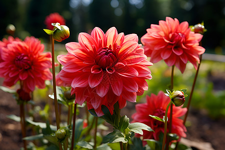 美丽的鲜红花朵图片