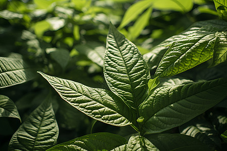 植物的近景照片背景图片