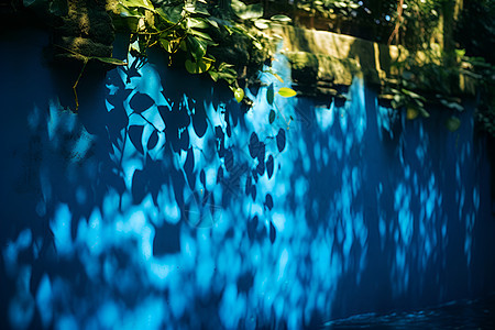 蓝墙上的树叶光影图片