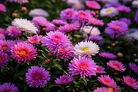 白士中花海中的紫白花束背景