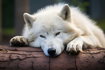 树干上白狼在午睡图片