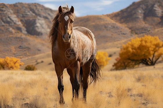 荒野之马一匹马站在草地上图片