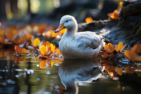 池塘中的鸳鸯鸭子图片