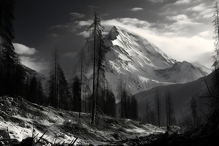 夜晚的雪山森林背景图片