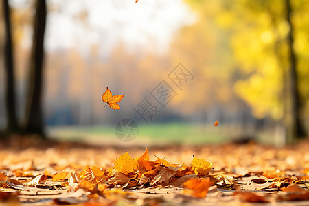 地面上的树叶落叶图片