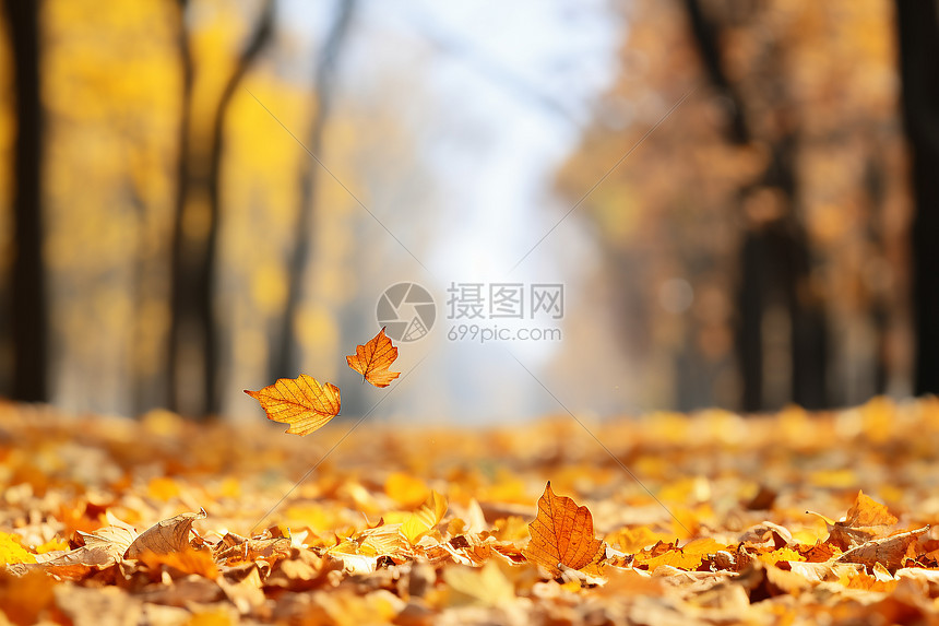 秋天的树叶落叶图片