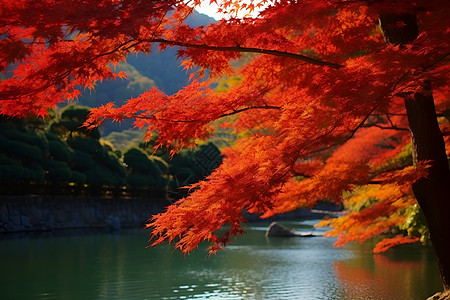 秋天的红叶山谷背景图片
