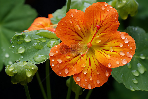 雨后的花朵图片