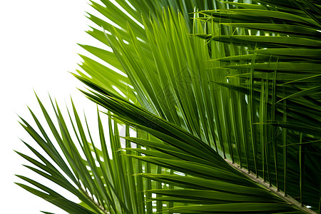 叶露珠茂密的棕榈叶背景