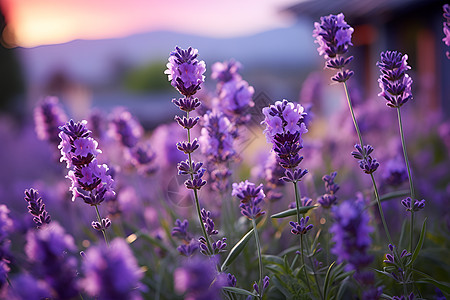美丽大自然紫色薰衣草背景