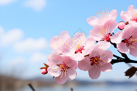 美丽的樱花与碧蓝天空图片