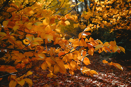 秋日树上金黄枫叶图片